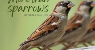 [EP] More Than Sparrows – Solomon Johnson O.